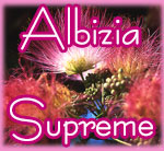 Albizia Supreme